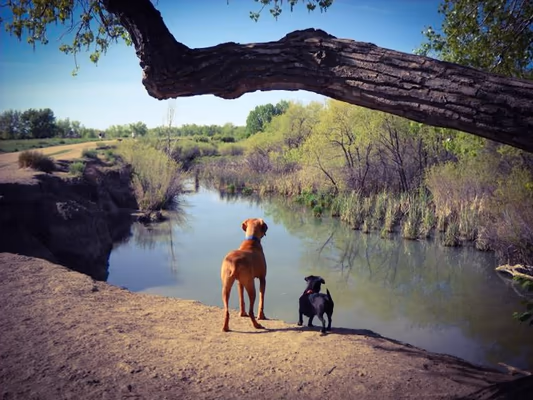 Cherry Park Off Leash Area photo 2